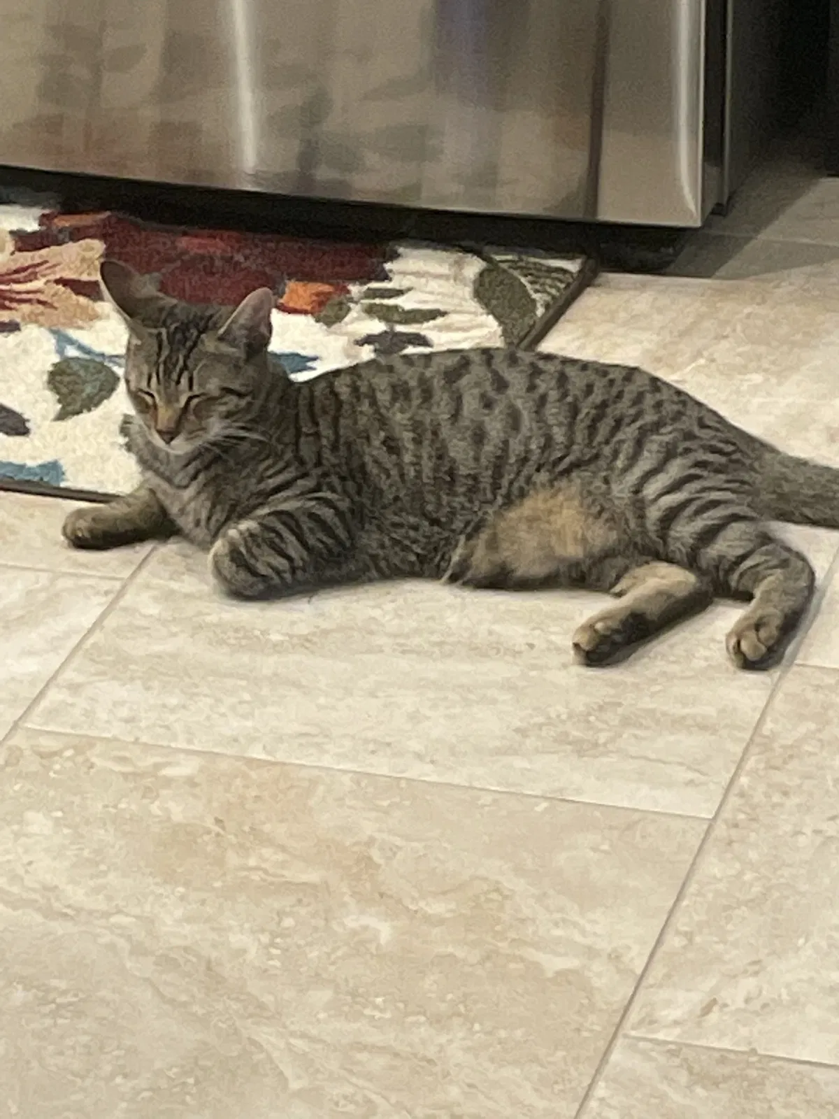 Lost cat in Brooksville, FL, 34614