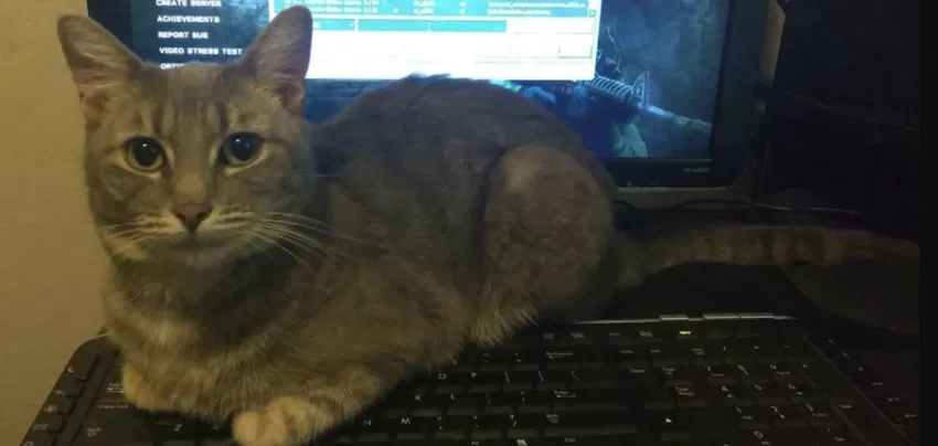 Lost cat in North Highlands, CA, 95660