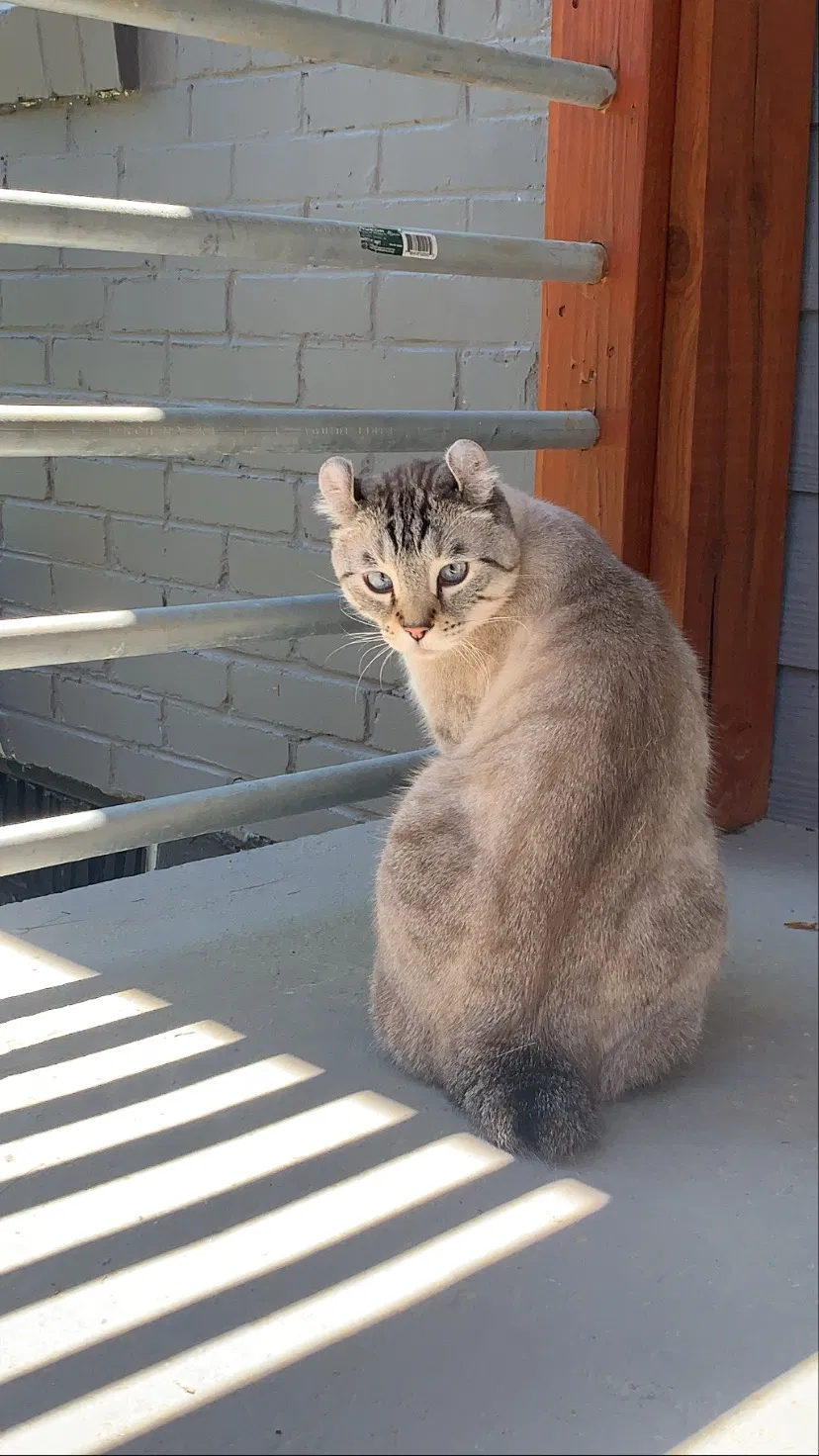 Lost cat in Decatur, GA, 30032