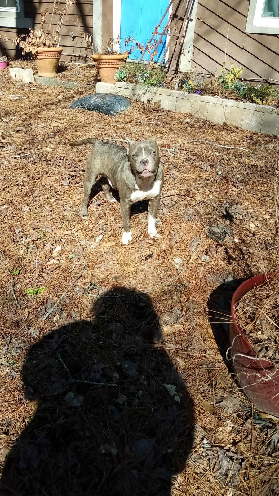 Found dog in Riverdale, GA, 30274