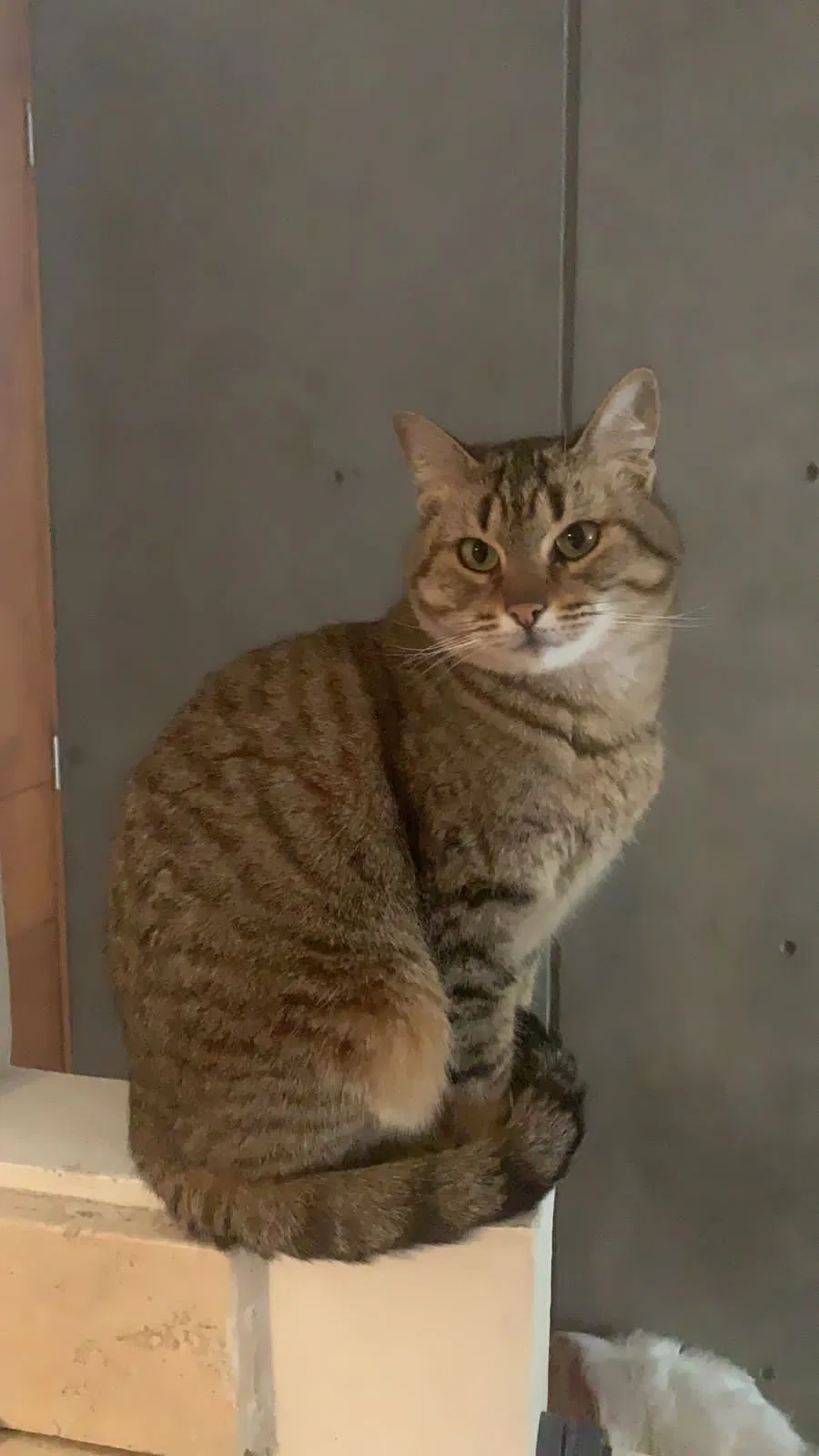 Lost cat in Rosenberg, TX, 77471