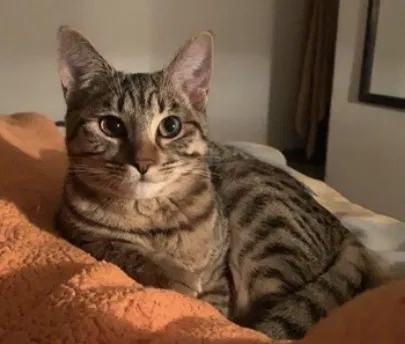 Lost cat in Rosenberg, TX, 77471