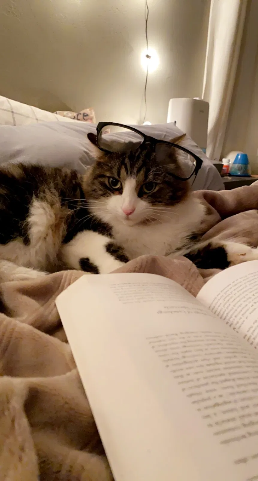 Lost cat in Turlock, CA, 95380