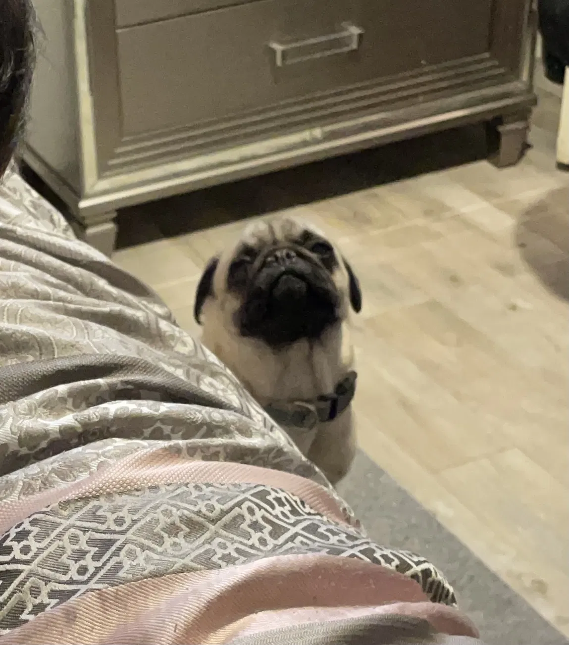 Lost dog in Edinburg, TX, 78542