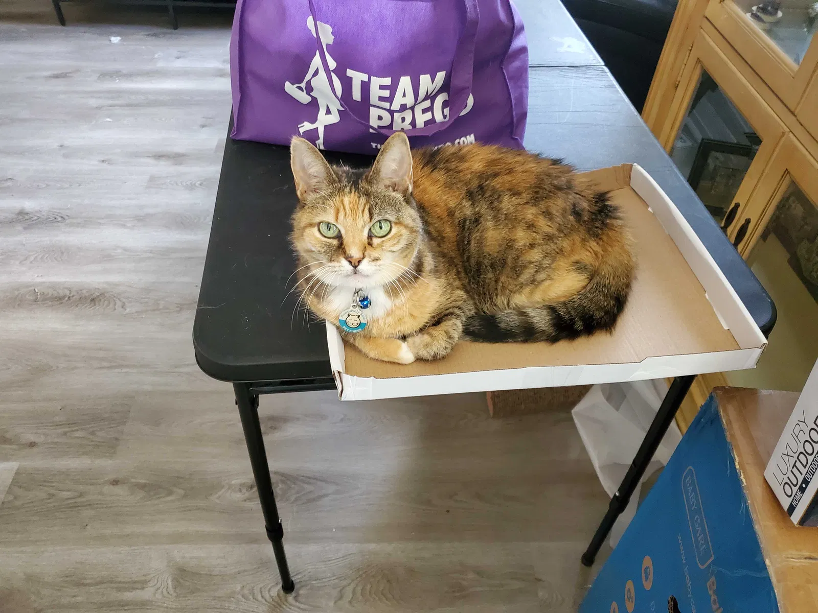 Lost cat in Kissimmee, FL, 34759
