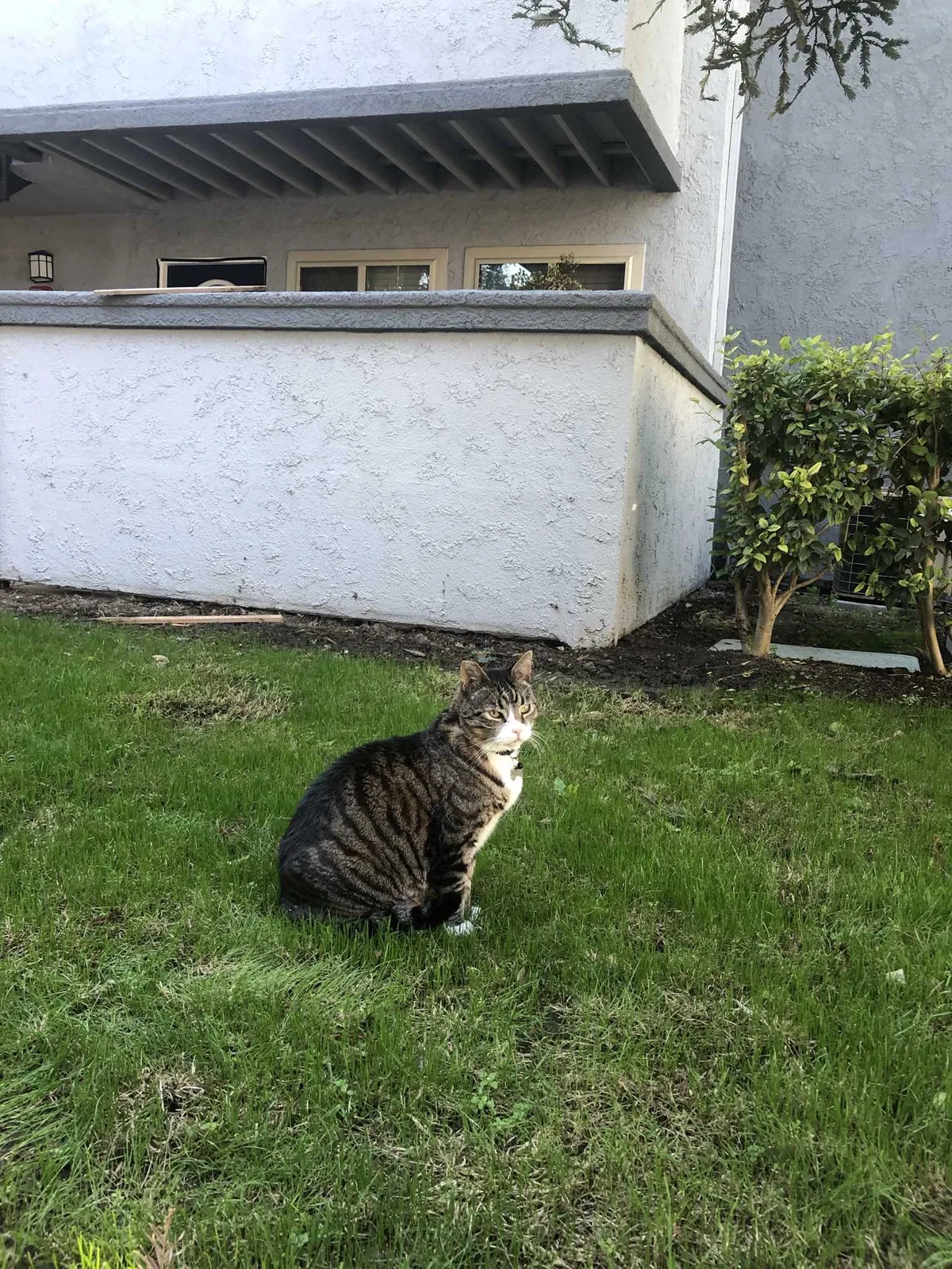 Lost cat in Santa Ana, CA, 92707