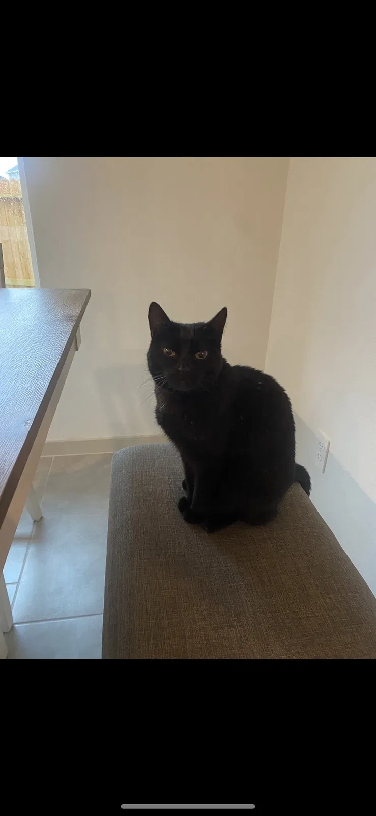 Lost cat in Katy, TX, 77494