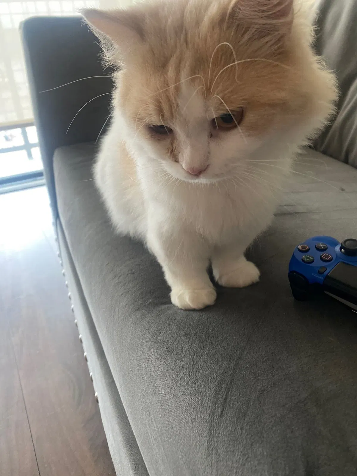 Lost cat in Houston, TX, 77095
