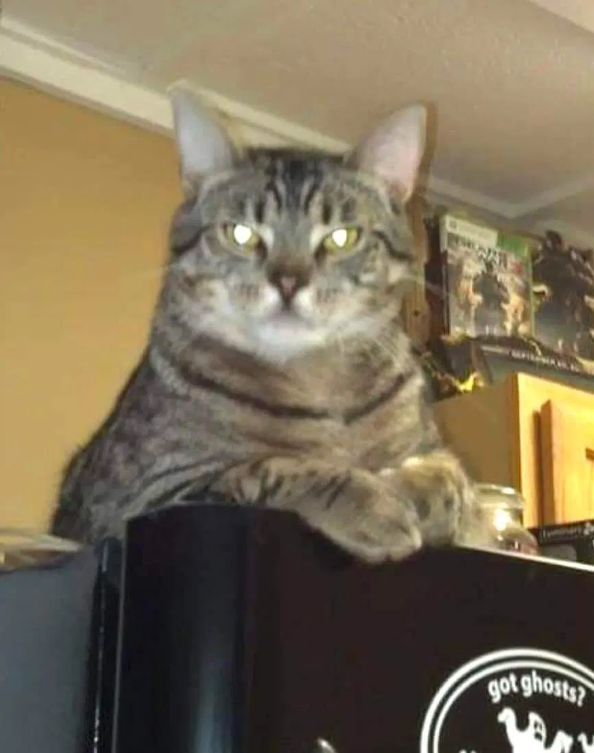 Lost cat in Catonsville, MD, 21228