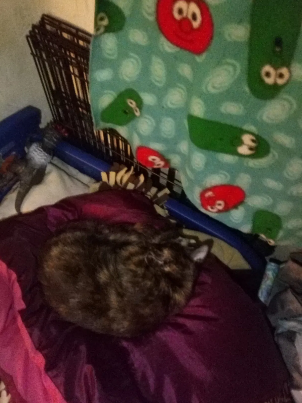 Lost cat in Salem, OR, 97317