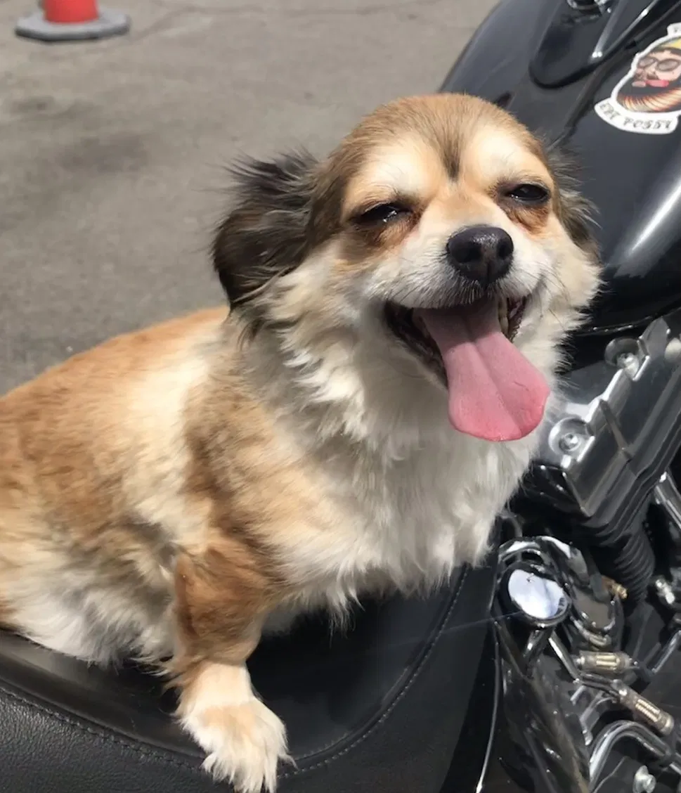 Lost dog in Reno, NV, 89503