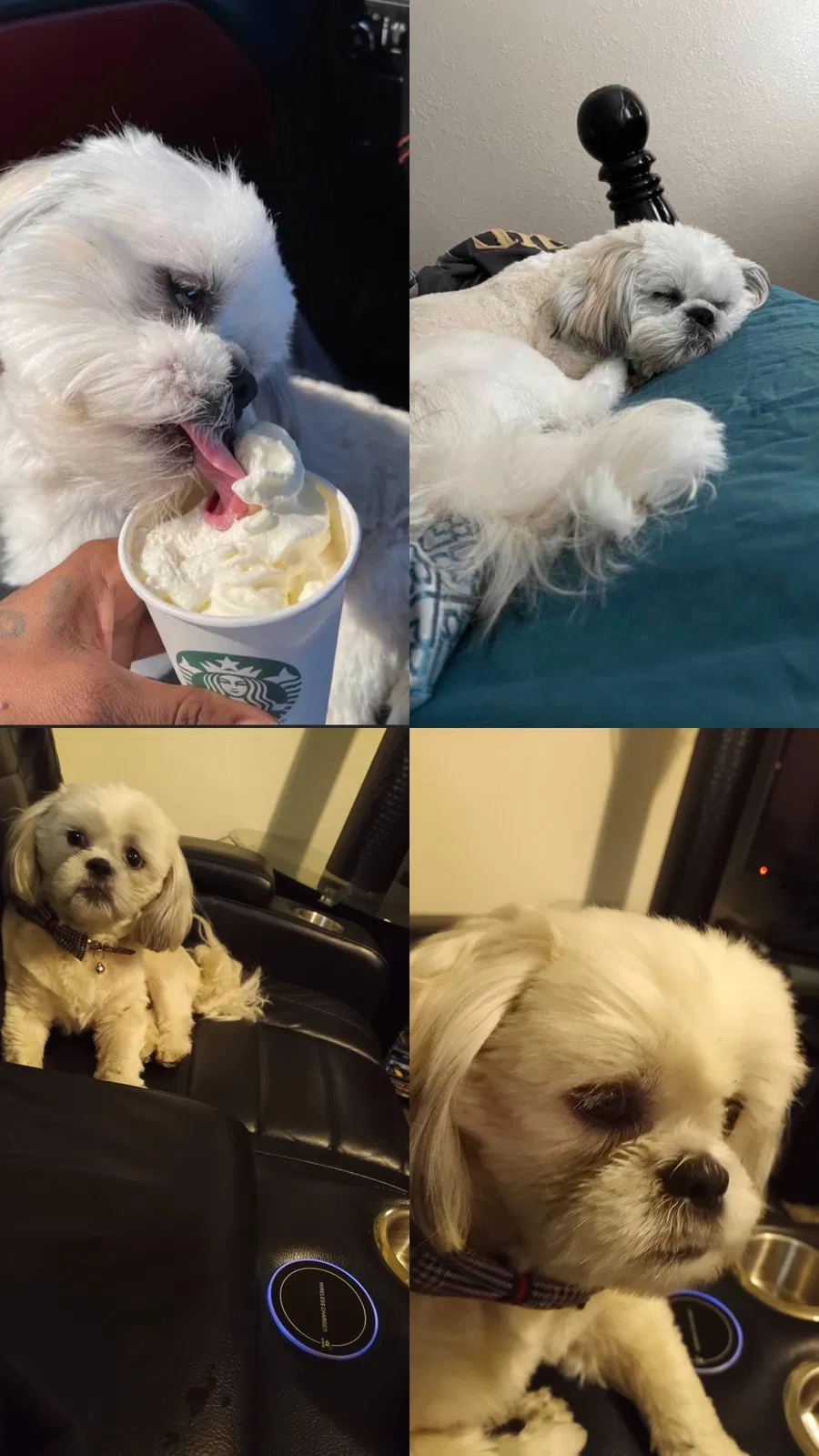 Lost dog in Balch Springs, TX, 75180