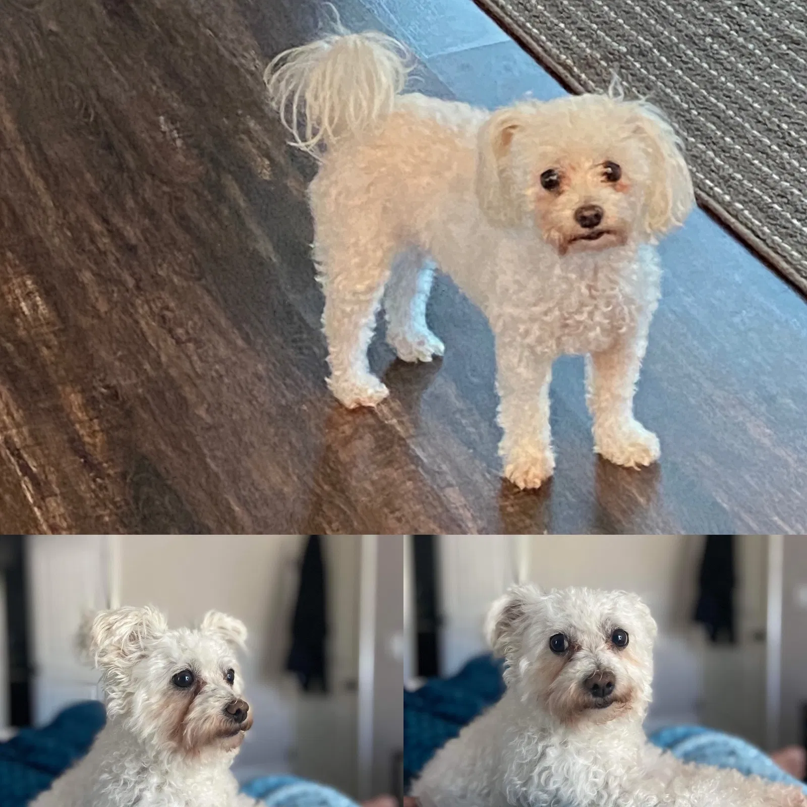 Lost dog in Vista, CA, 92083
