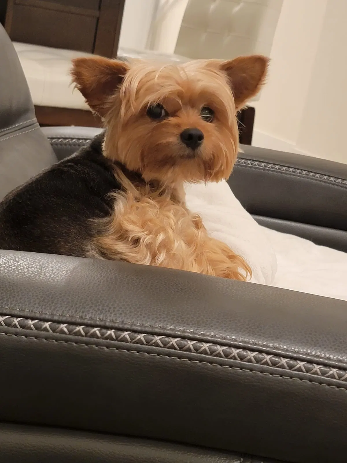 Lost dog in Miami, FL, 33178