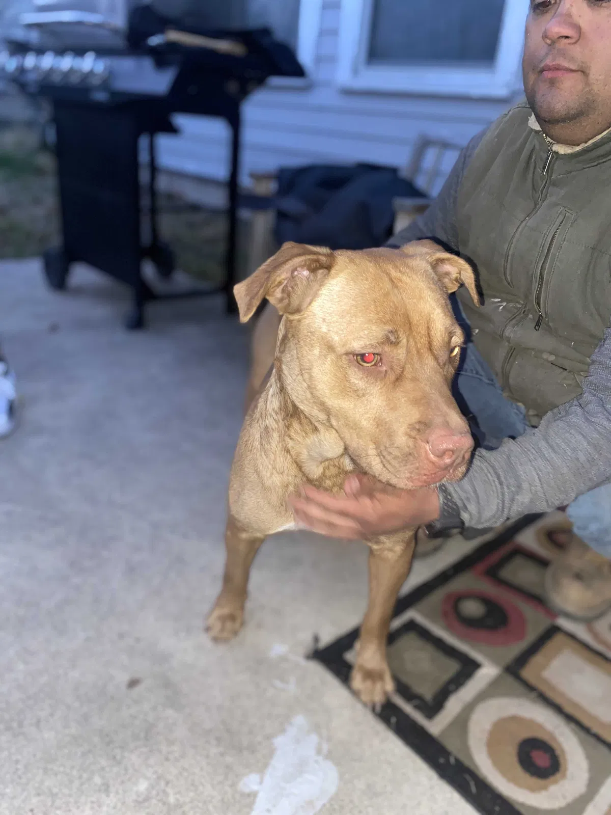 Found dog in Killeen, TX, 76541