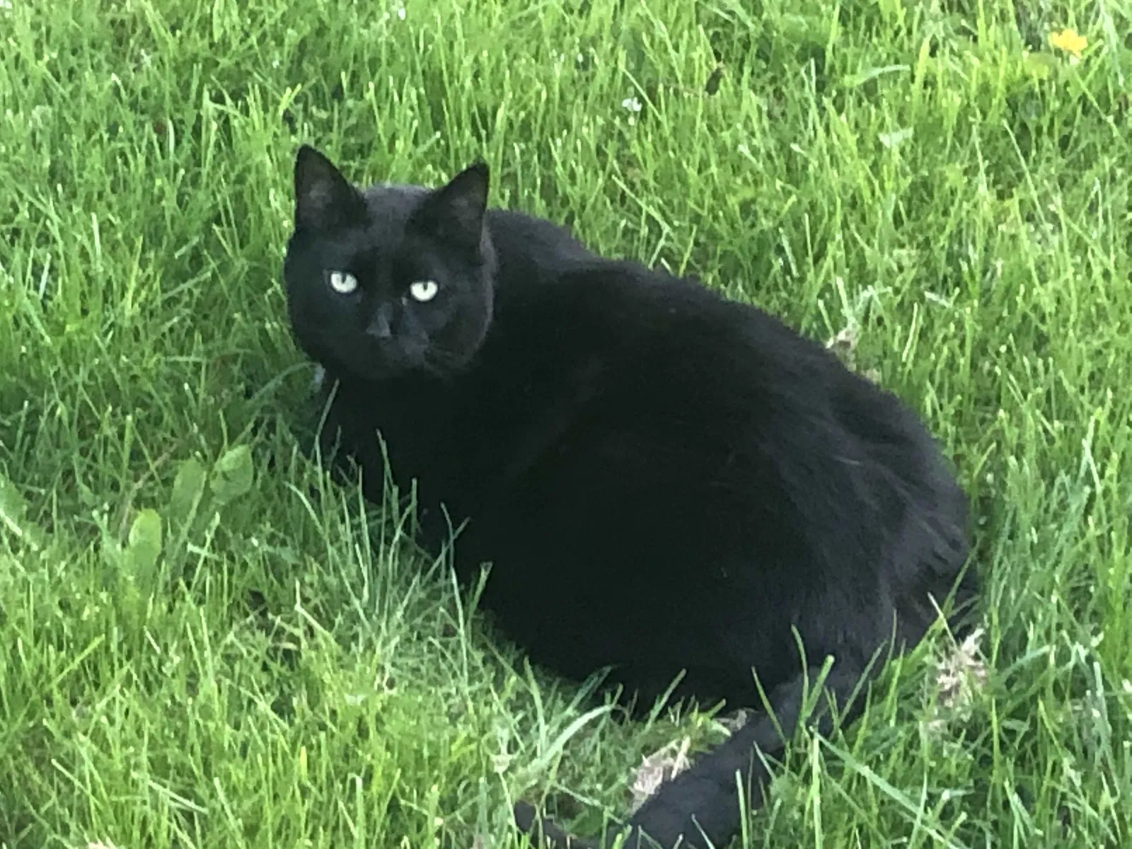 Lost cat in Atkins, VA, 24311