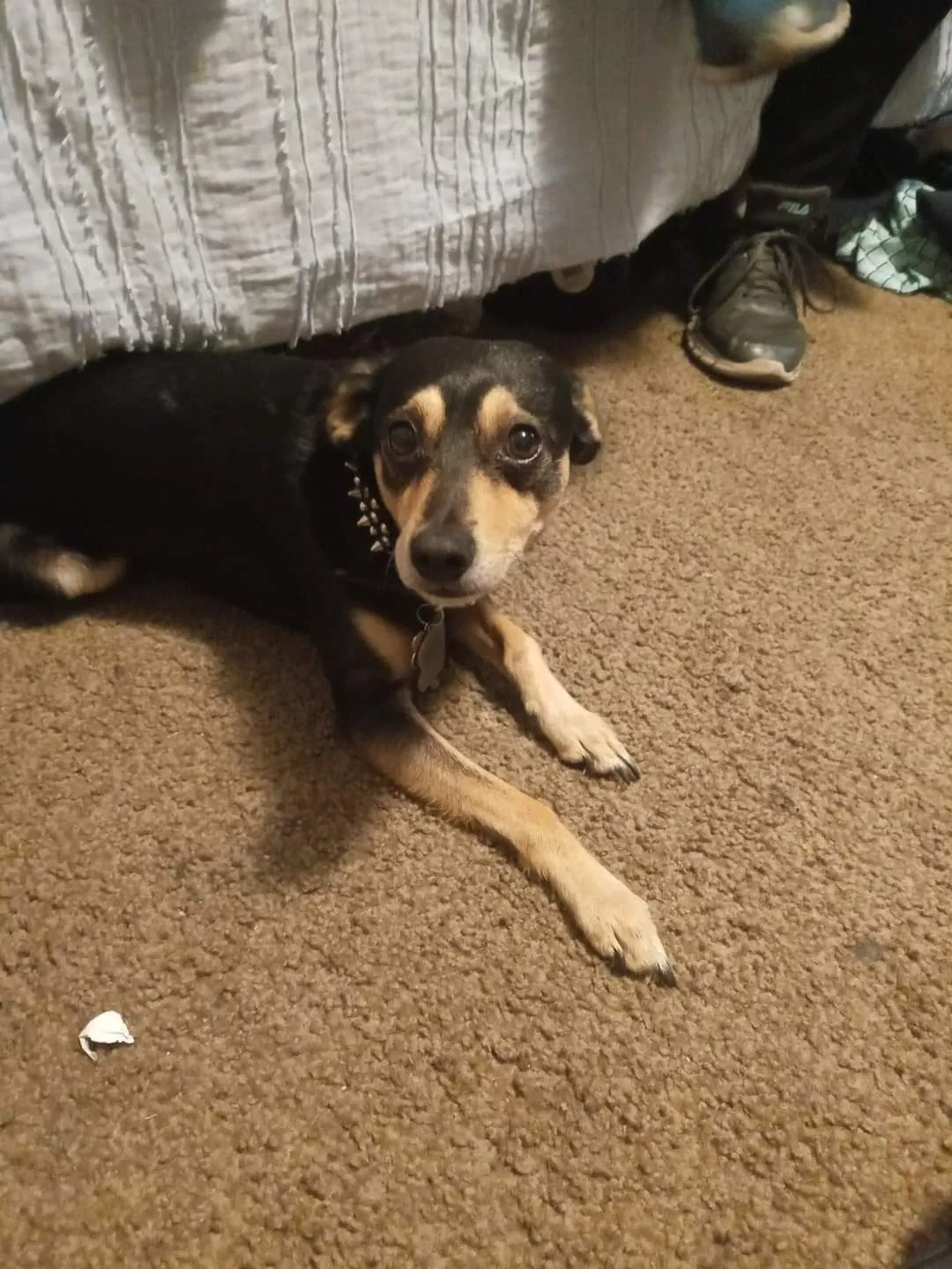 Lost dog in Covina, CA, 91723