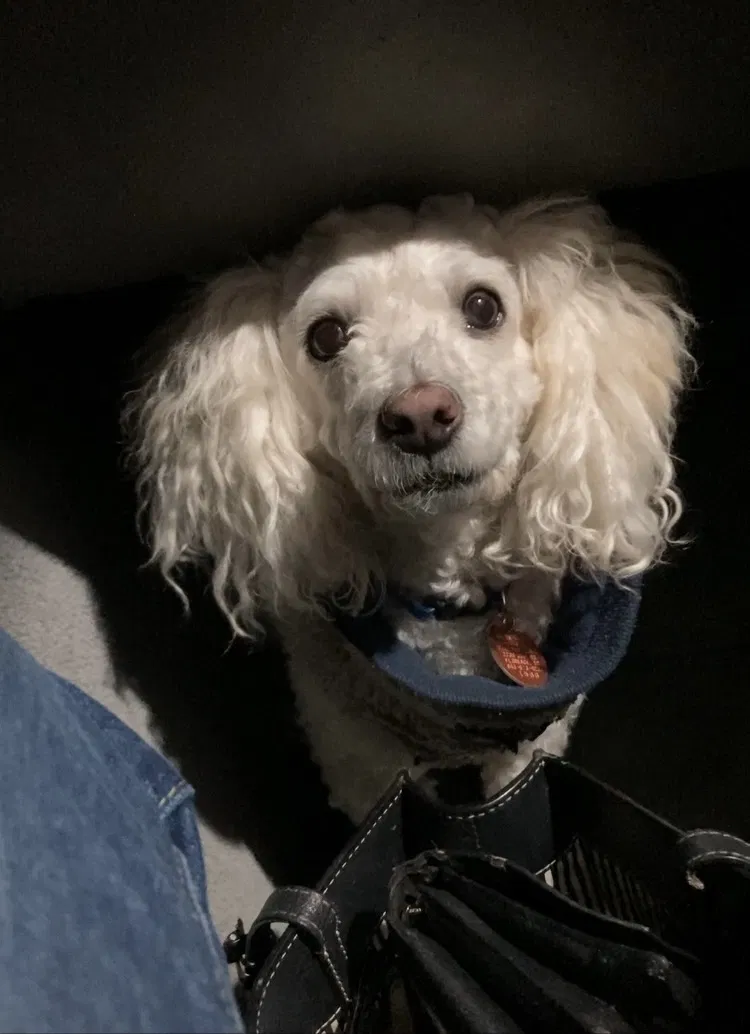 Lost dog in Lawton, OK, 73501