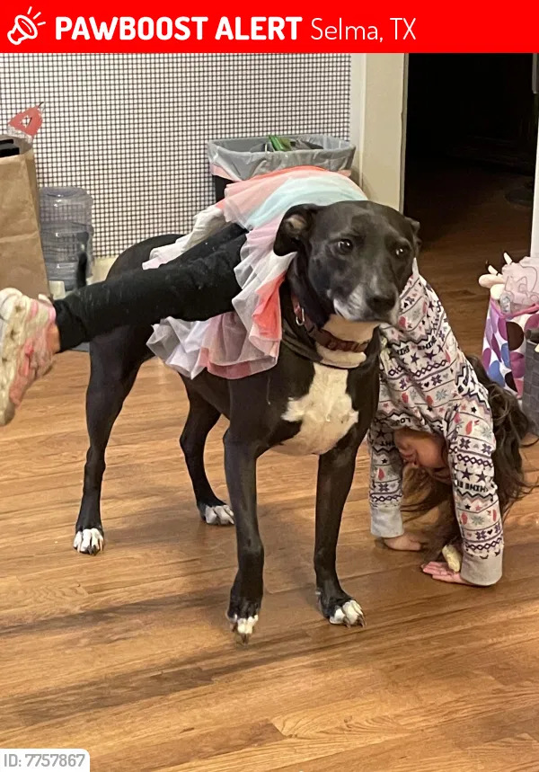 Lost dog in Schertz, TX, 78154