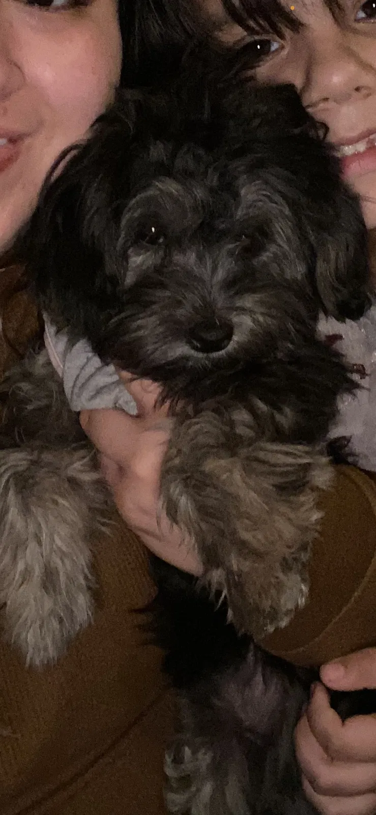 Lost dog in Phoenix, AZ, 85042