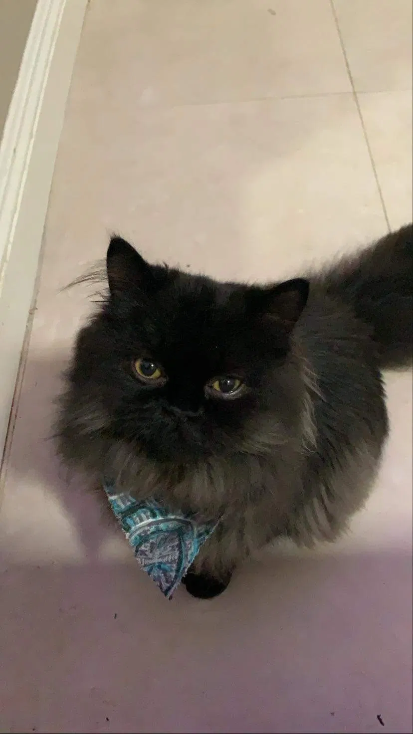 Lost cat in Corona, CA, 92882