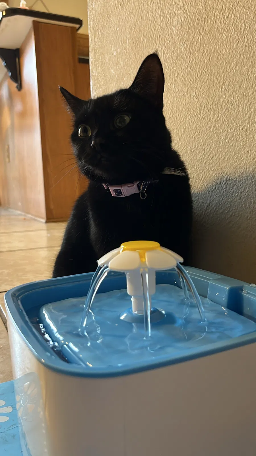Lost cat in Kissimmee, FL, 34758