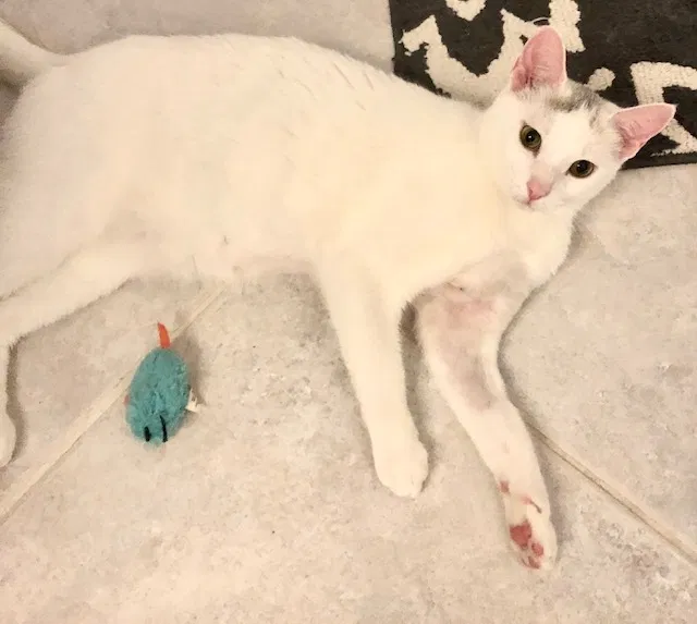 Lost cat in Fort Lauderdale, FL, 33321