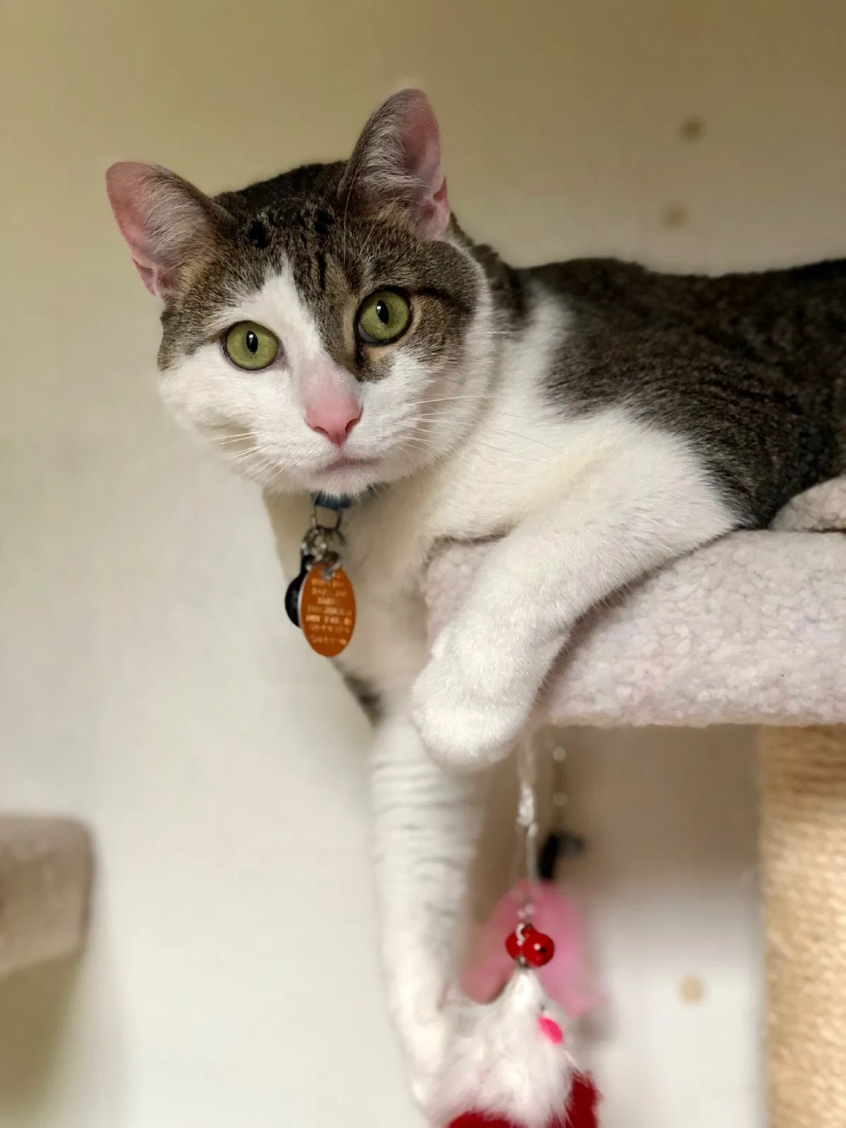 Lost cat in Las Vegas, NV, 89108