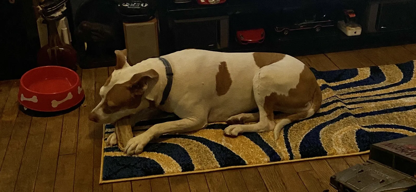 Found dog in Brooklyn, NY, 11208