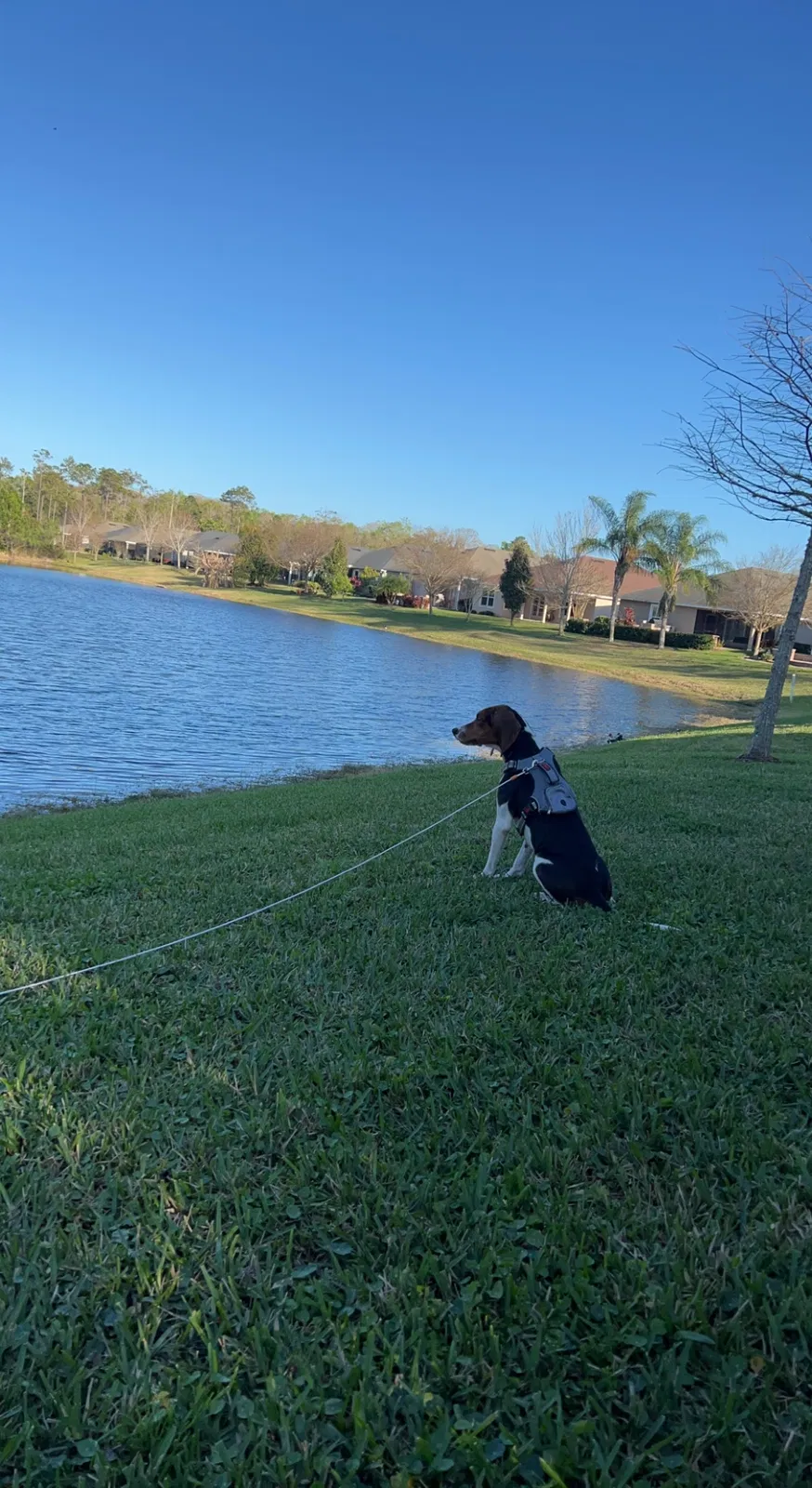Lost dog in Daytona Beach, FL, 32124