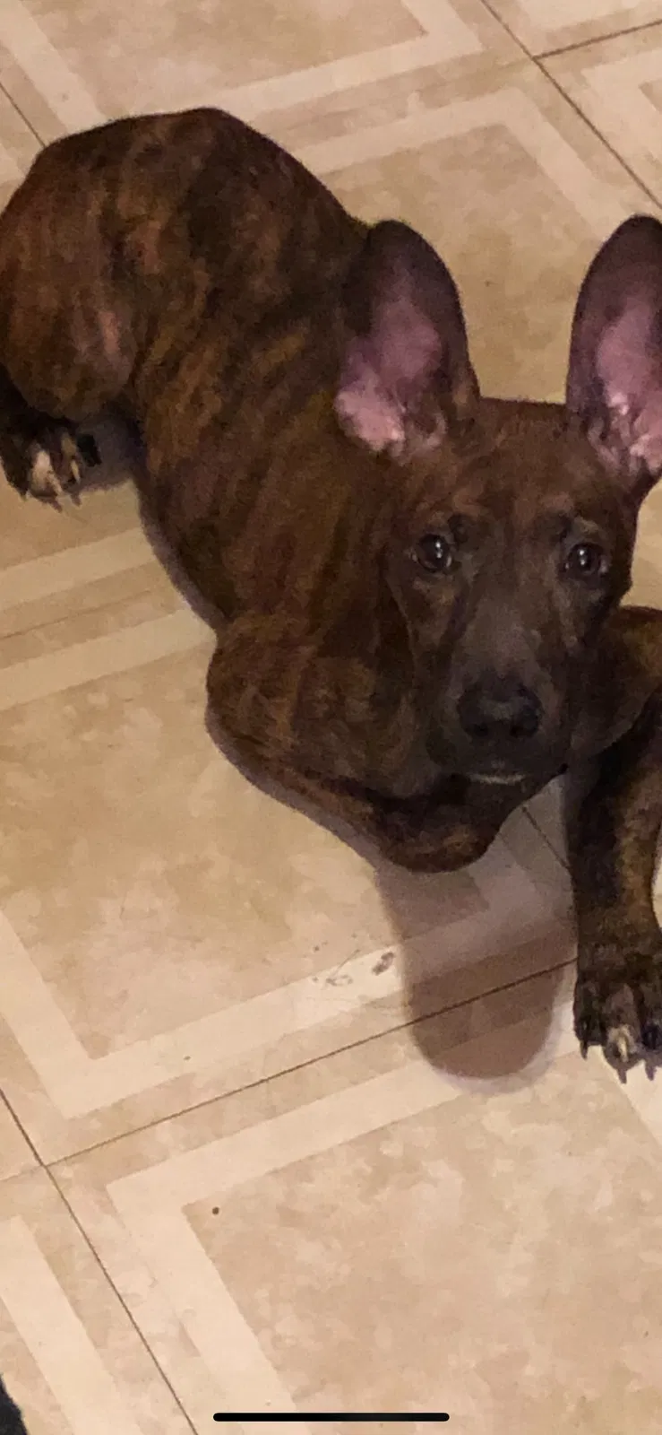 Lost dog in Cleveland, OH, 44113
