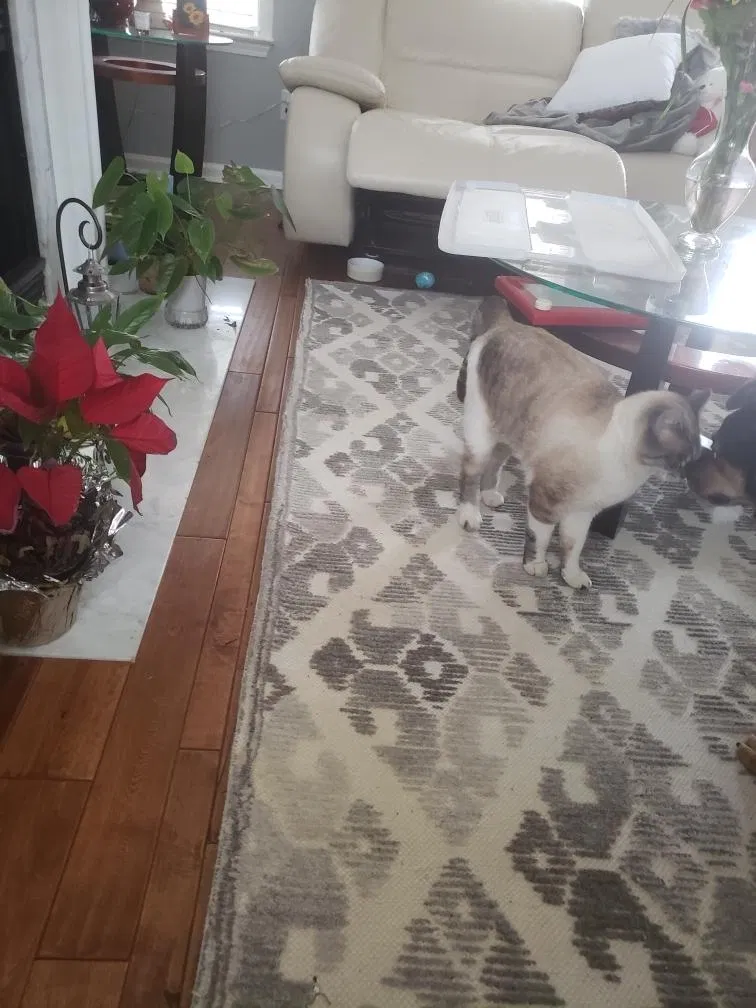 Lost cat in Cumming, GA, 30040