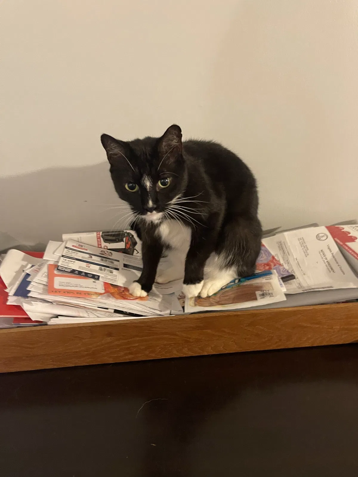 Lost cat in King George, VA, 22485