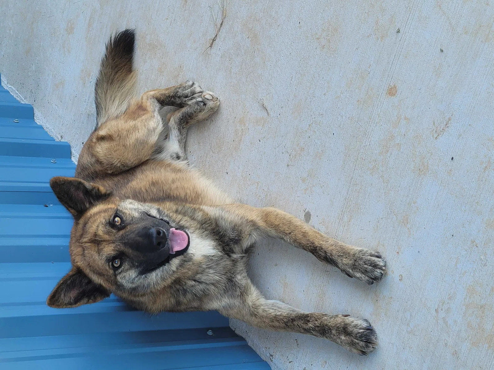 Found dog in Bowie, TX, 76230