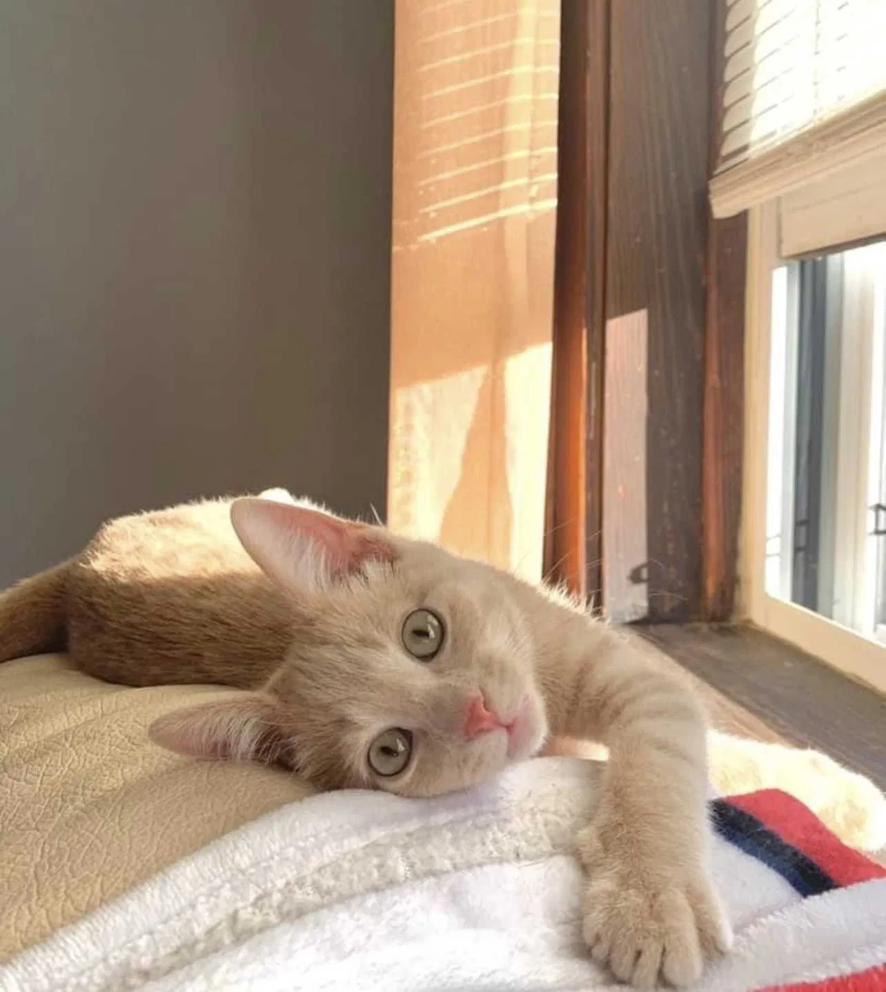 Lost cat in Saint Louis, MO, 63116