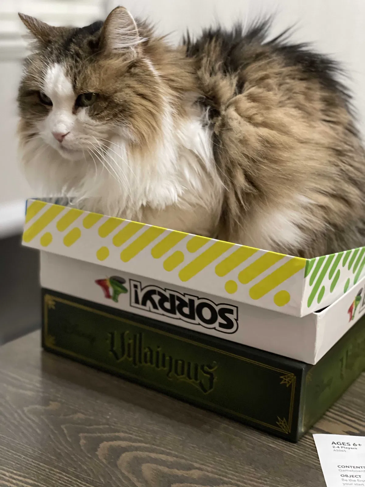 Lost cat in Maricopa, AZ, 85138