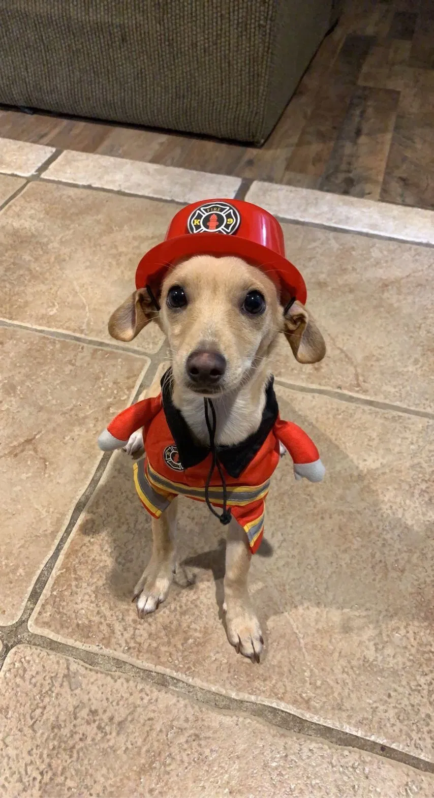 Lost dog in Las Cruces, NM, 88005
