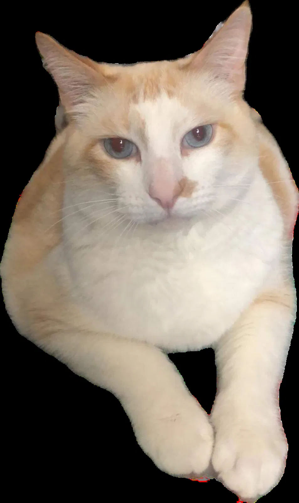 Lost cat in Phoenix, AZ, 85014