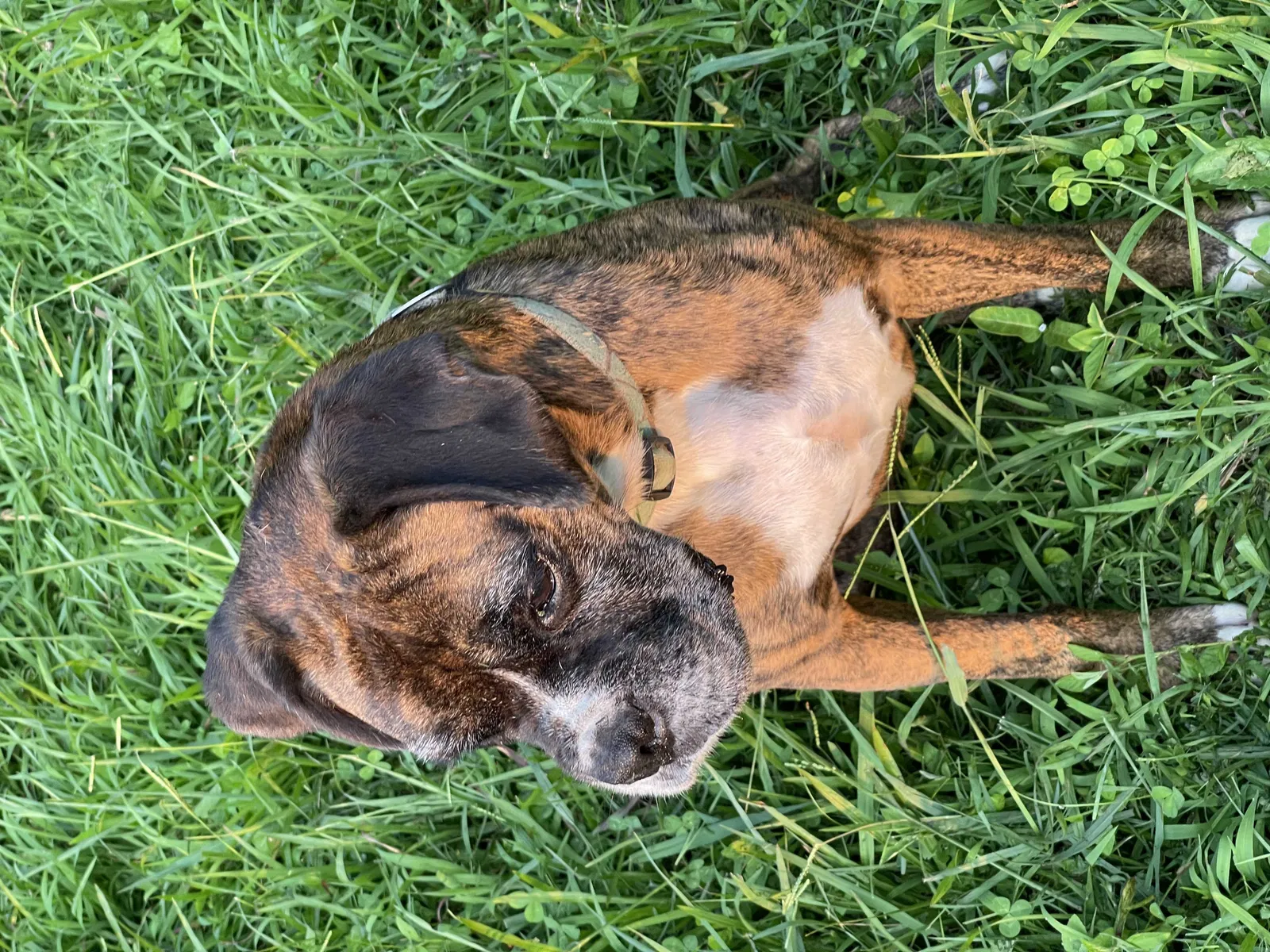 Lost dog in Decatur, TN, 37322