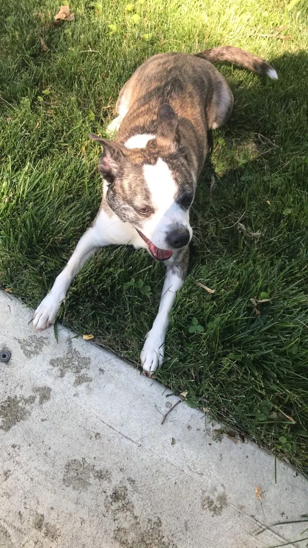 Lost dog in Louisville, KY, 40216