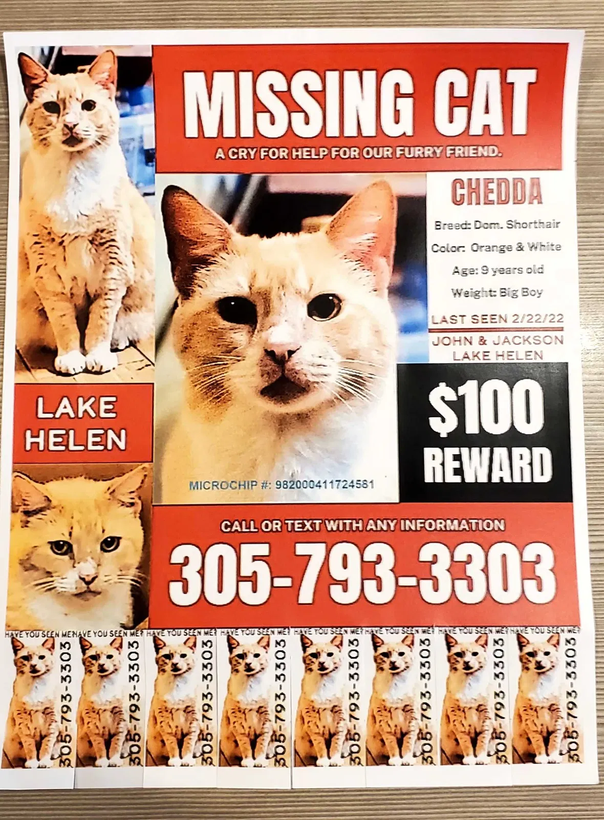 Lost cat in Lake Helen, FL, 32744