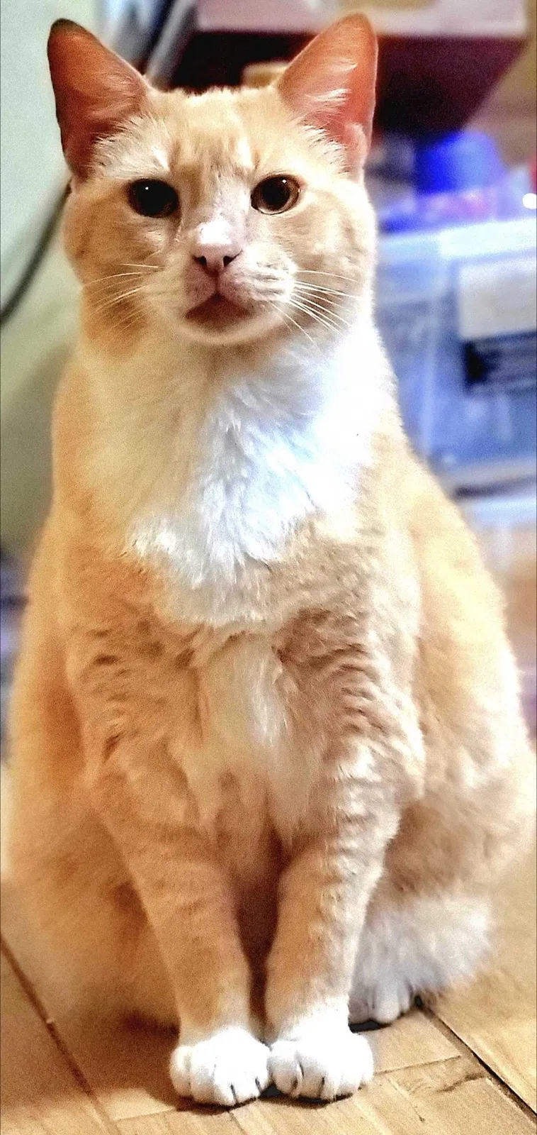 Lost cat in Lake Helen, FL, 32744