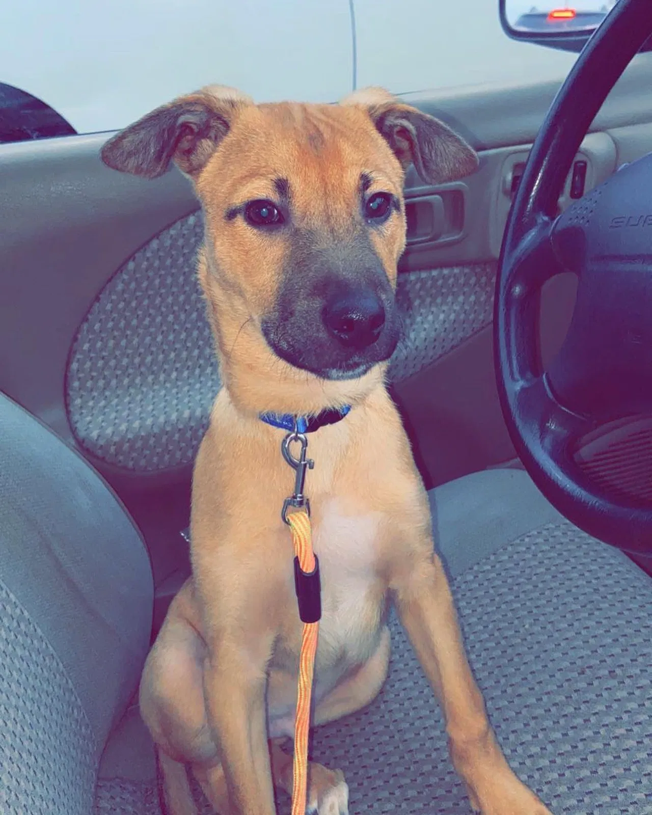 Lost dog in Clinton, TN, 37716