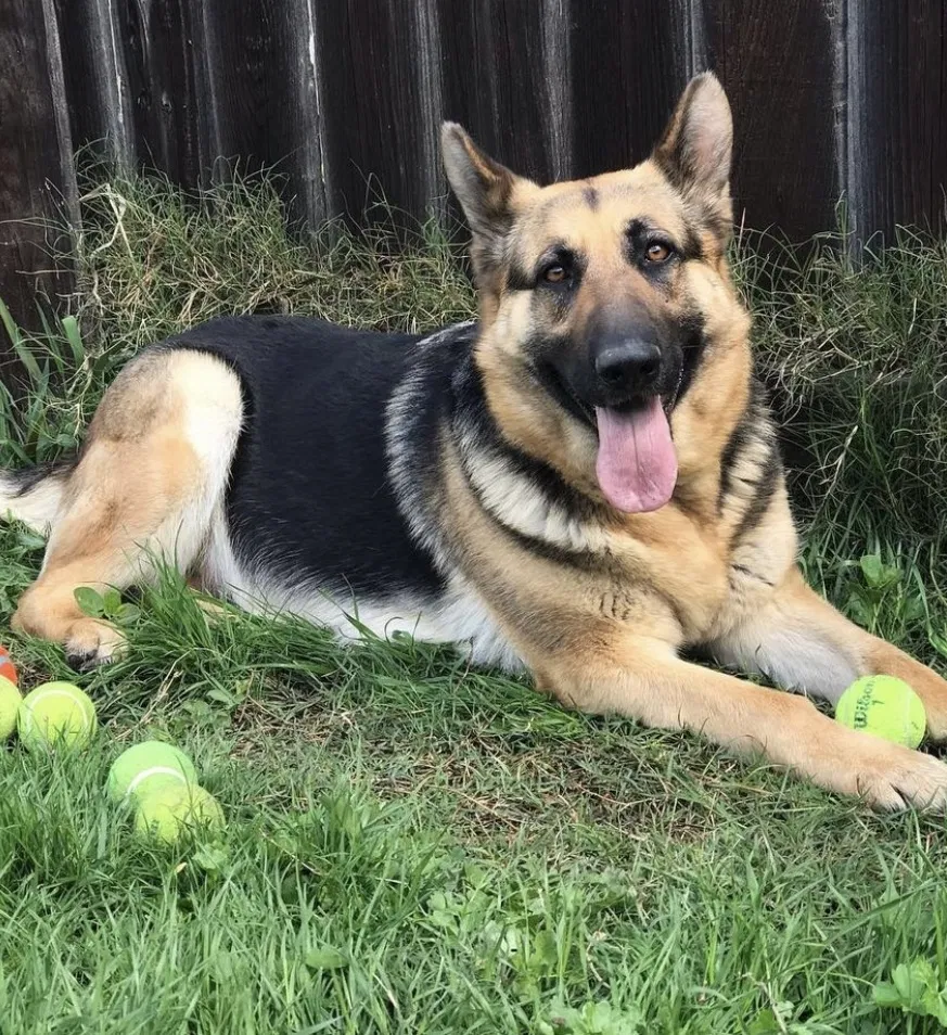 Lost dog in Sacramento, CA, 95824