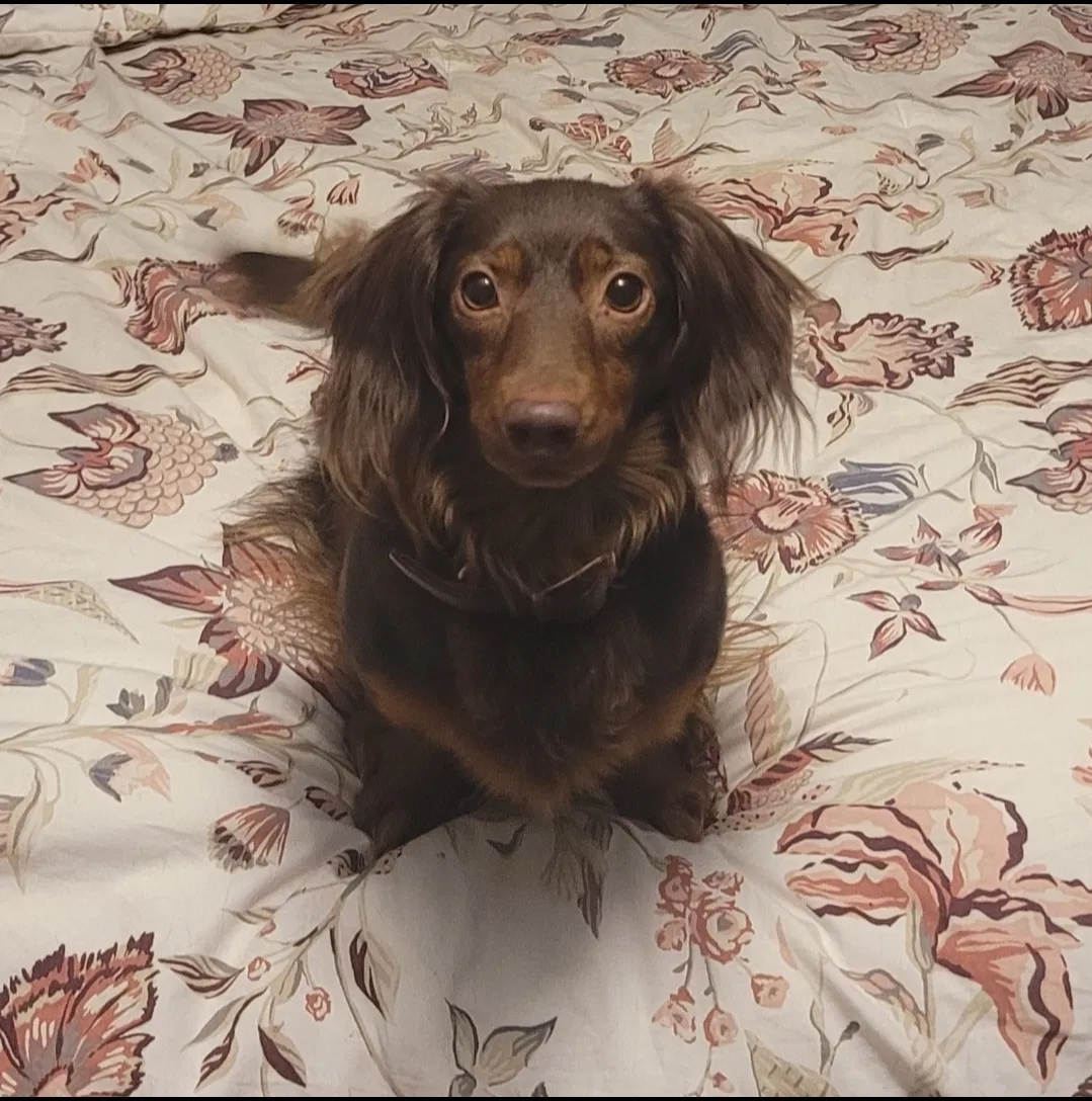 Lost dog in Colorado Springs, CO, 80910