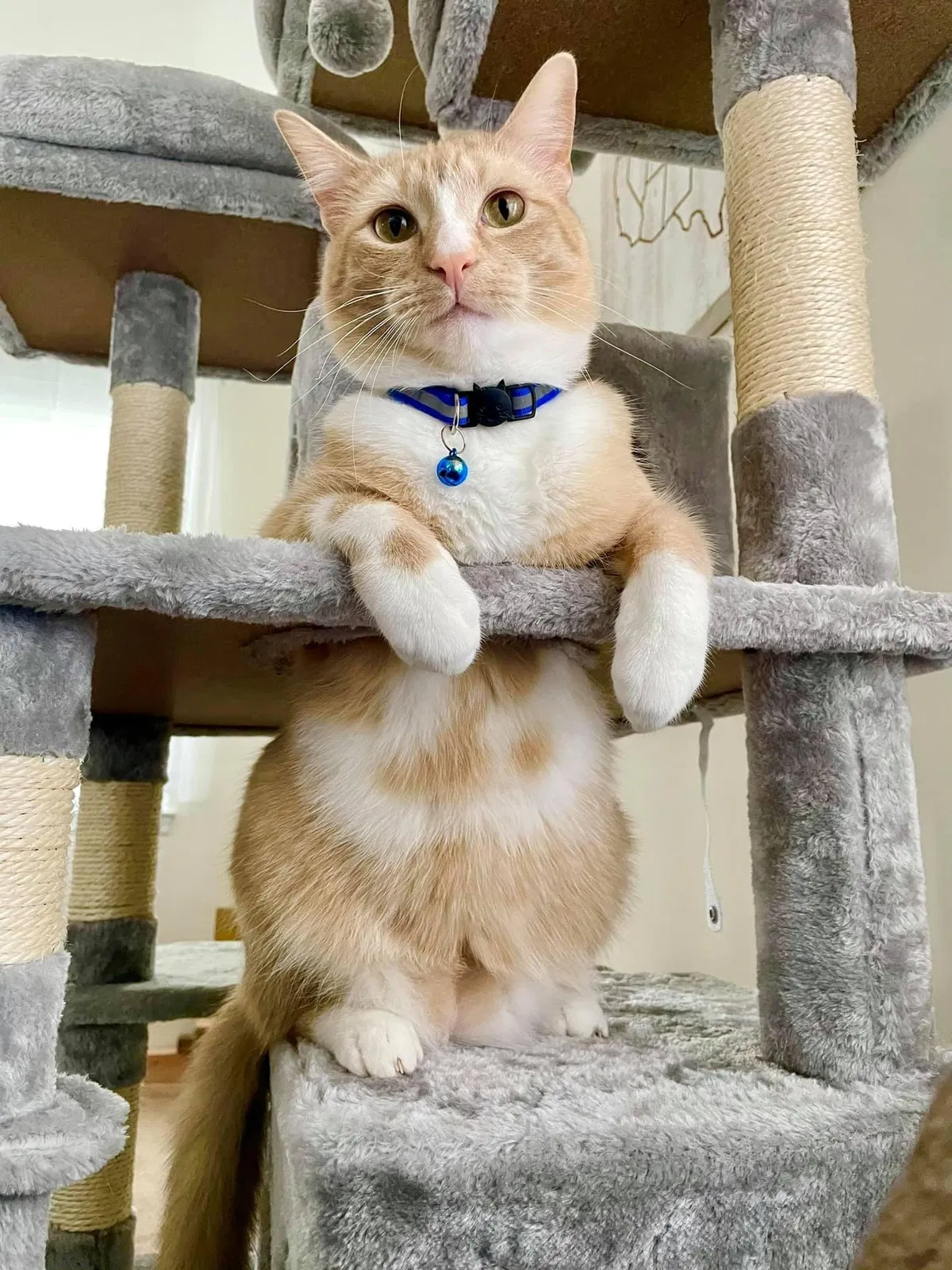 Lost cat in Brigantine, NJ, 8203