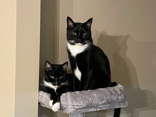 Lost cat in Altadena, CA, 91001