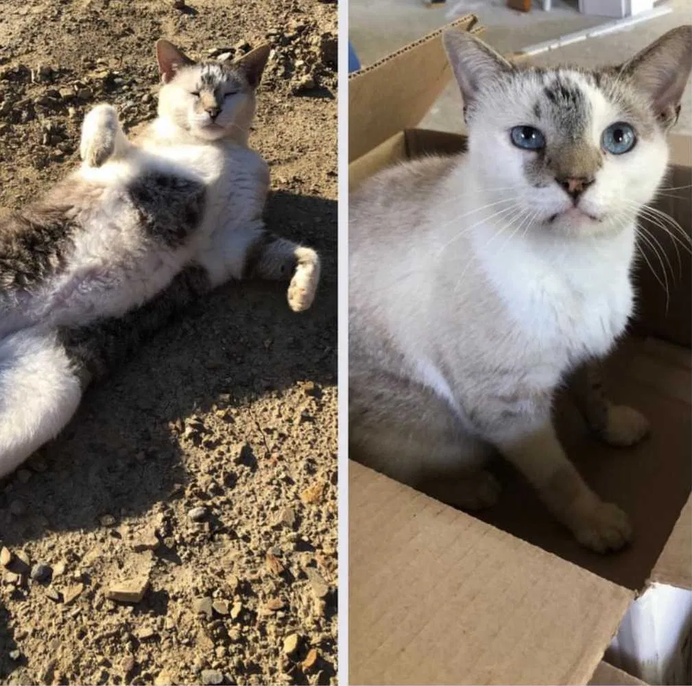 Lost cat in Warrior, AL, 35180