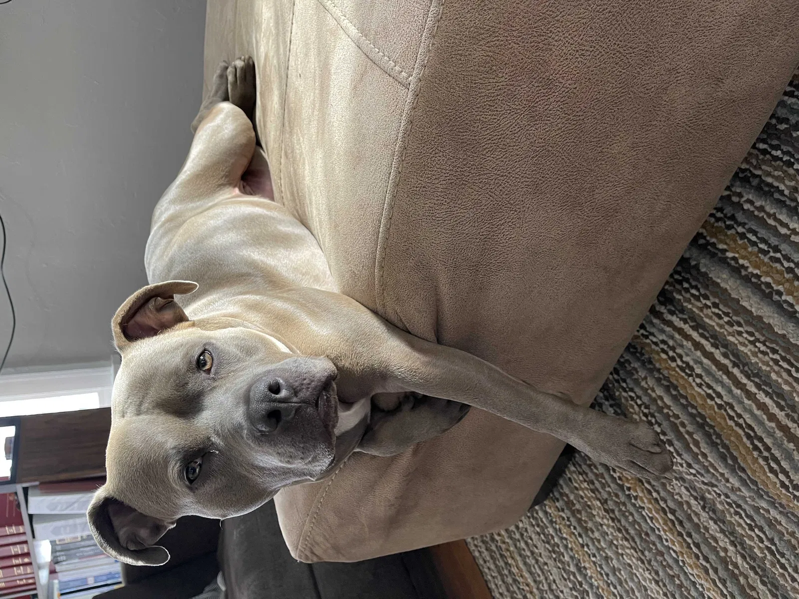 Lost dog in Indianapolis, IN, 46201