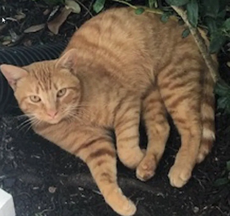 Lost cat in Katy, TX, 77450